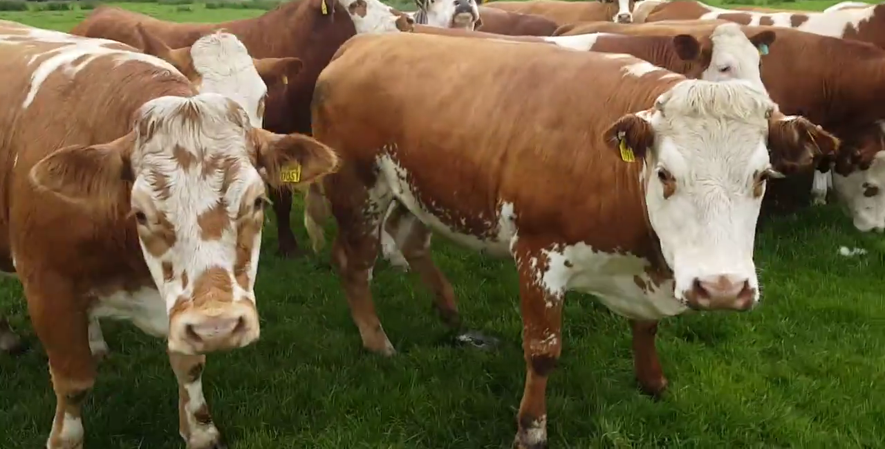 Purebred Simmental- Bred Heifers,open heifers and steers.